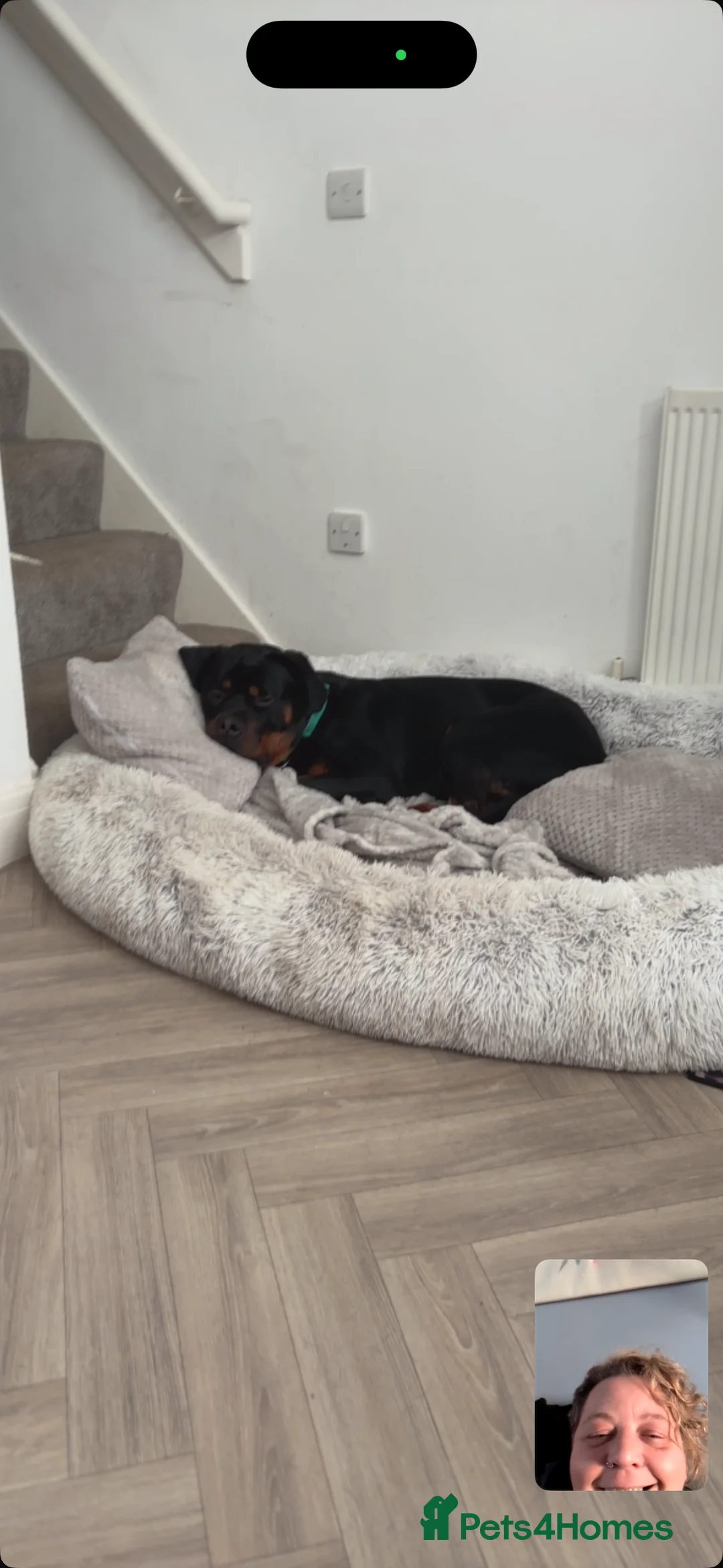 Mixed Breed dogs for sale: 1 YO male Rottweiler  - Advert 2