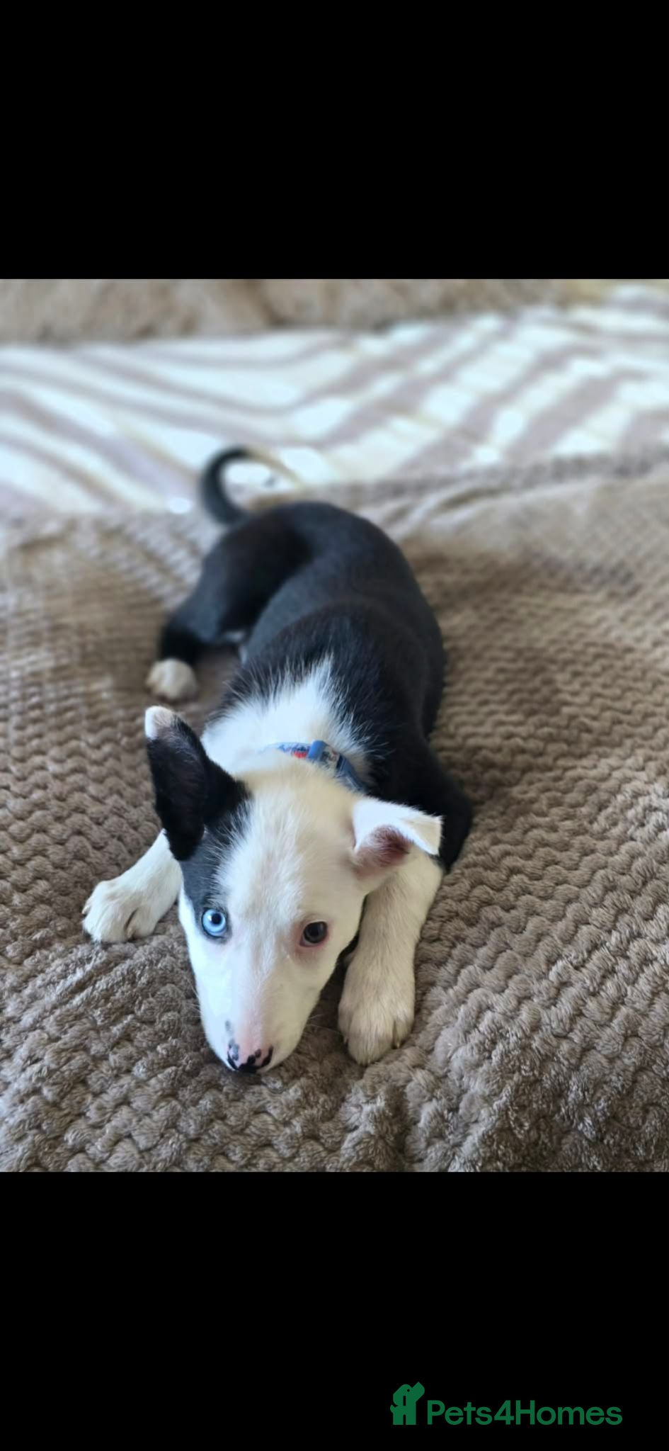 Border Collie dogs border collie female dog for sale  - Advert 2