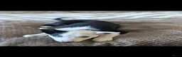 Border Collie dogs for sale: border collie female dog for sale  - Advert 1