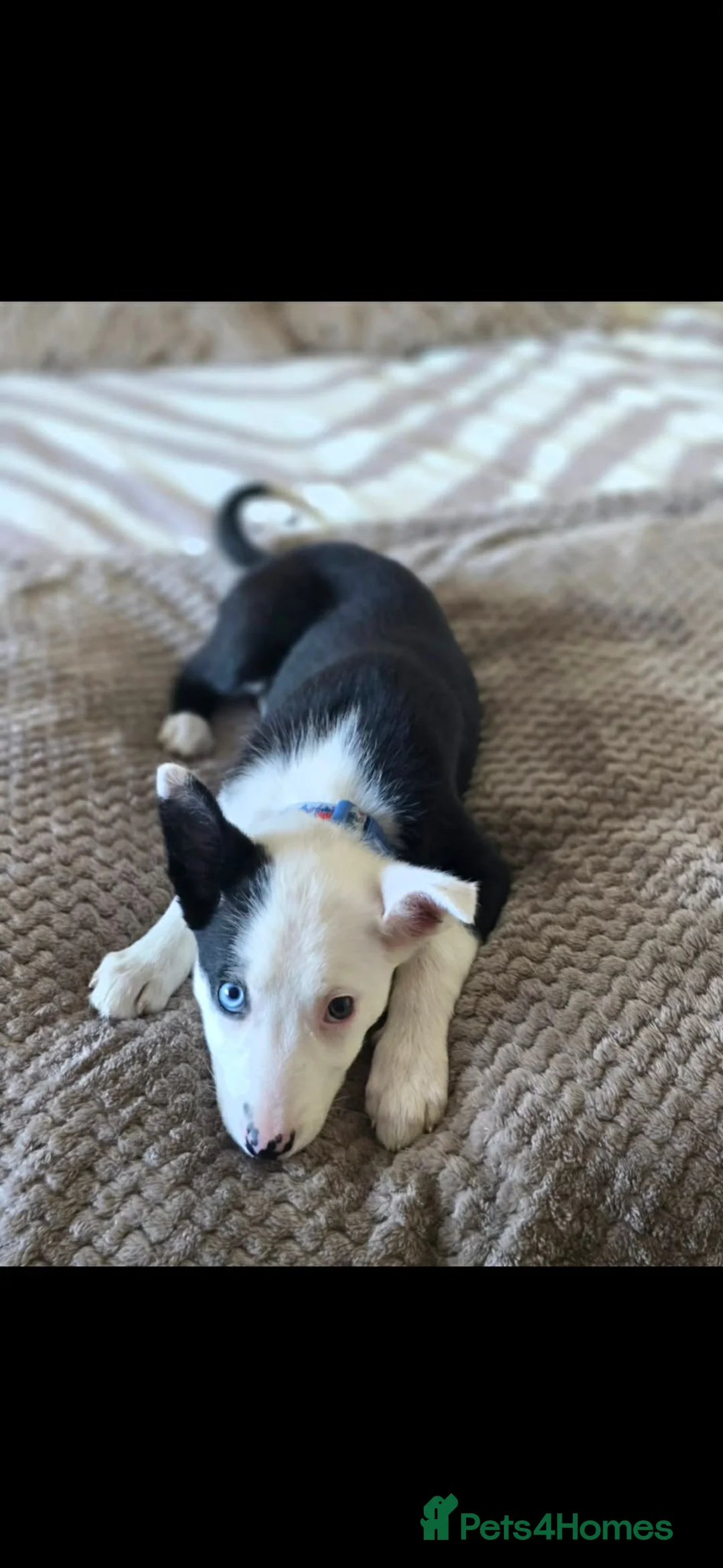 Border Collie dogs for sale: border collie female dog for sale  - Advert 1