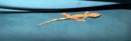 Gecko reptiles for sale: Crested geckos and leopard geckos  - Advert 4