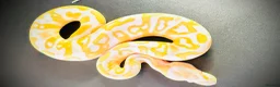 Python Snake reptiles for sale: 1.0 Leo Candy 66% het Pied - Advert 12