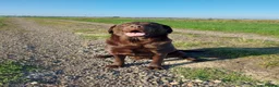 Labrador Retriever dogs for sale: Lovely, well bred Working Type Chocolate Lab.  - Advert 2