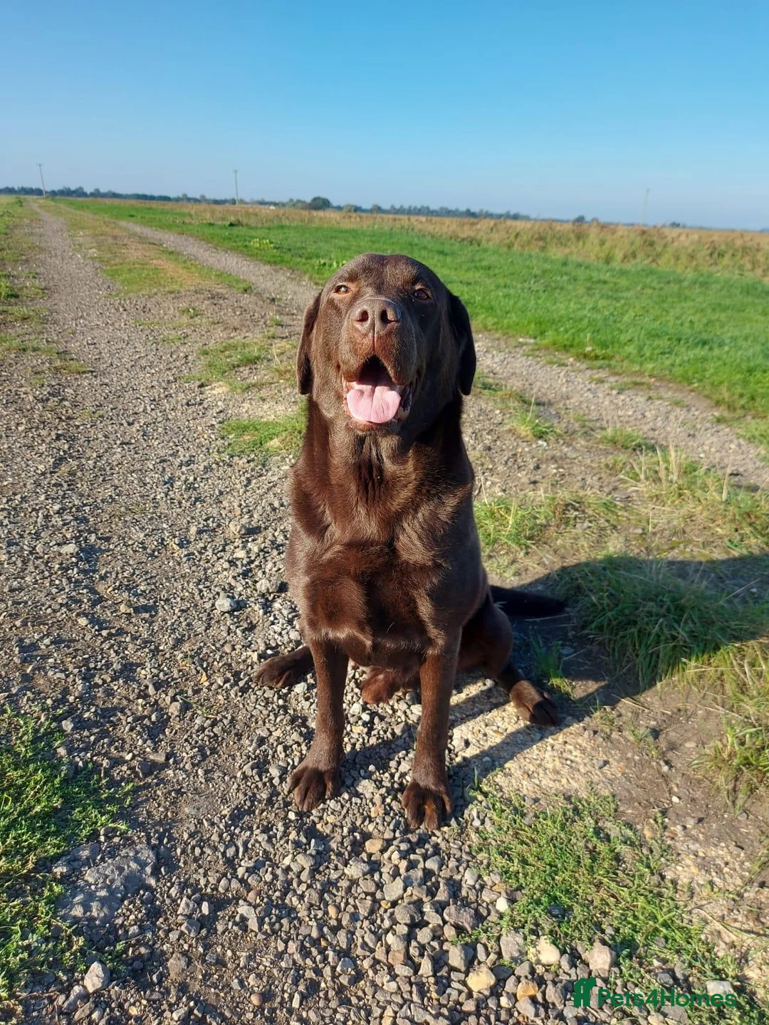 Labrador Retriever dogs for sale: Lovely, well bred Working Type Chocolate Lab.  - Advert 2