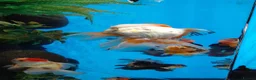Fancy Goldfish fish for sale: Jumbo Oranda and Ranchu in Oldbury - Advert 10