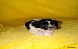 Shih Tzu dogs for sale: ✨ puppies Shih Tzu ✨  - Image 10