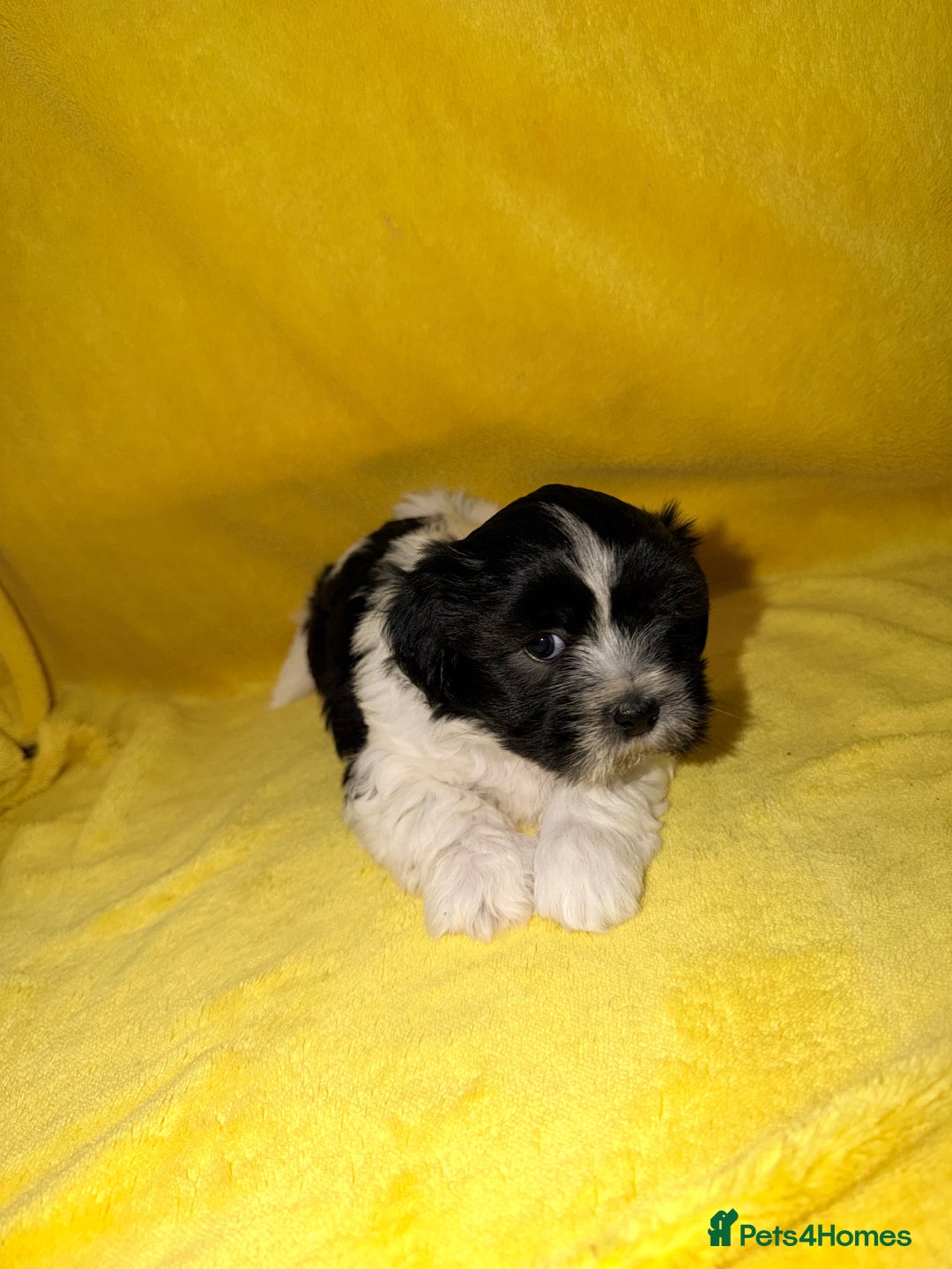 Shih Tzu dogs for sale: ✨ puppies Shih Tzu ✨  - Image 10