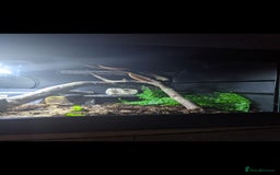 Boa Snake reptiles for sale: Bloody sunset Boa female and full set up and viv - Advert 5