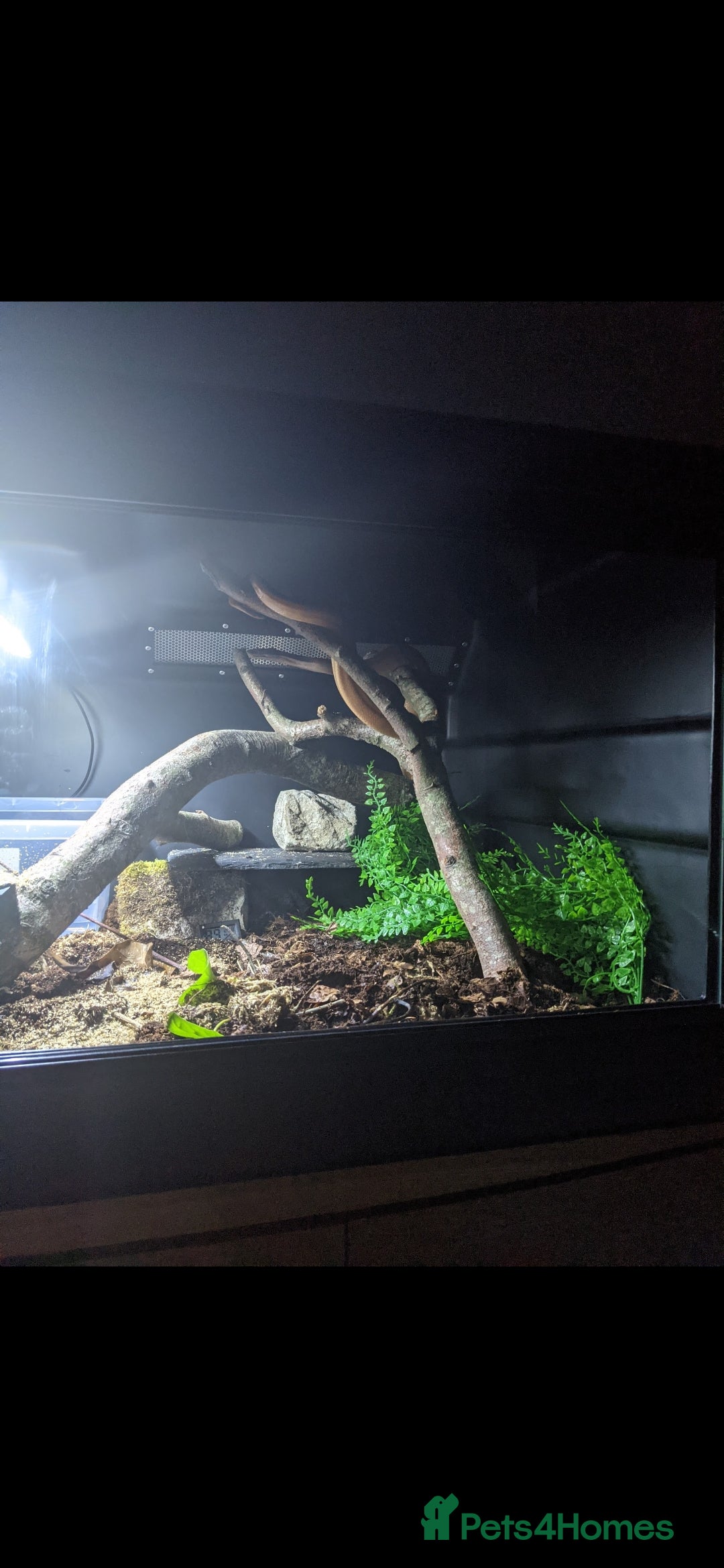 Boa Snake reptiles for sale: Bloody sunset Boa female and full set up and viv - Advert 5