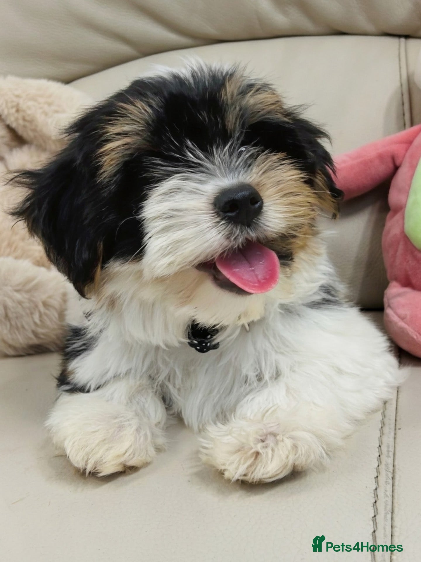 Biewer Terrier dogs 🩶🤍TEDDY BEAR FACE BIEWER-BIRO DNA 18 Gen GIRL 🐶 - Advert 2