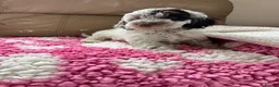 Cockapoo dogs for sale: F1 cockapoo puppies  - Advert 9
