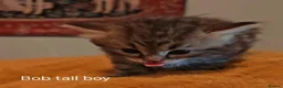 Siberian cats for sale: Pure Traditonal Siberian from GCCF parents - Advert 19
