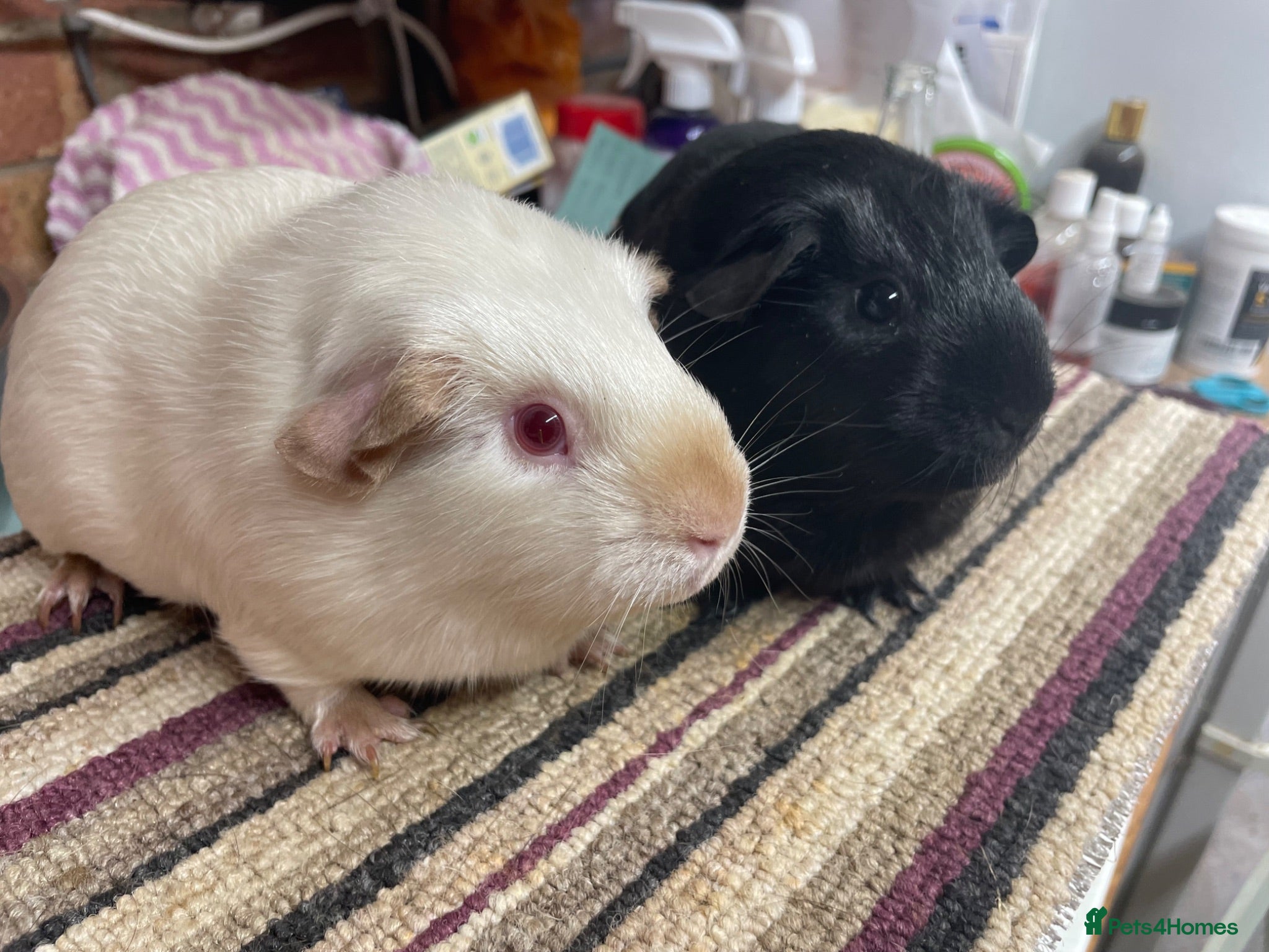 Guinea Pig rodents Two Special Girls - Advert 17