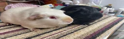 Guinea Pig rodents for sale: Two Special Girls - Advert 1