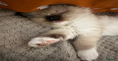 Ragdoll cats - Advert 8