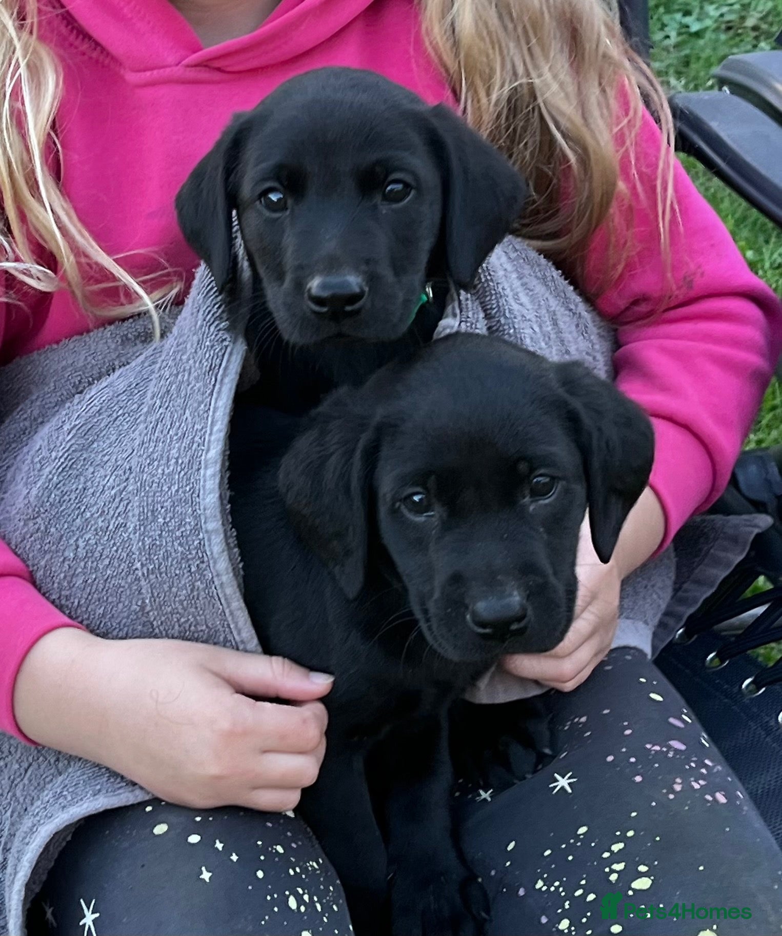 Labrador Retriever dogs KC Registered Black & Yellow Labrador Puppies - Advert 8