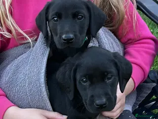 Labrador Retriever dogs KC Registered Black & Yellow Labrador Puppies - Advert 8