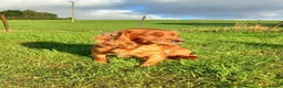 Cocker Spaniel dogs for sale: Working Cocker Spaniel Puppies - Advert 11