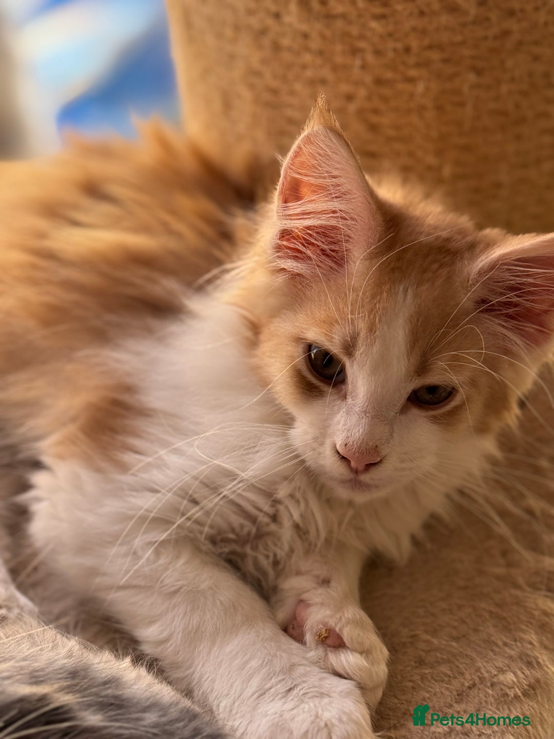 Maine Coon cats for sale: Gorgeous Shaded Line Maine Coon Kittens for sale - Image 4