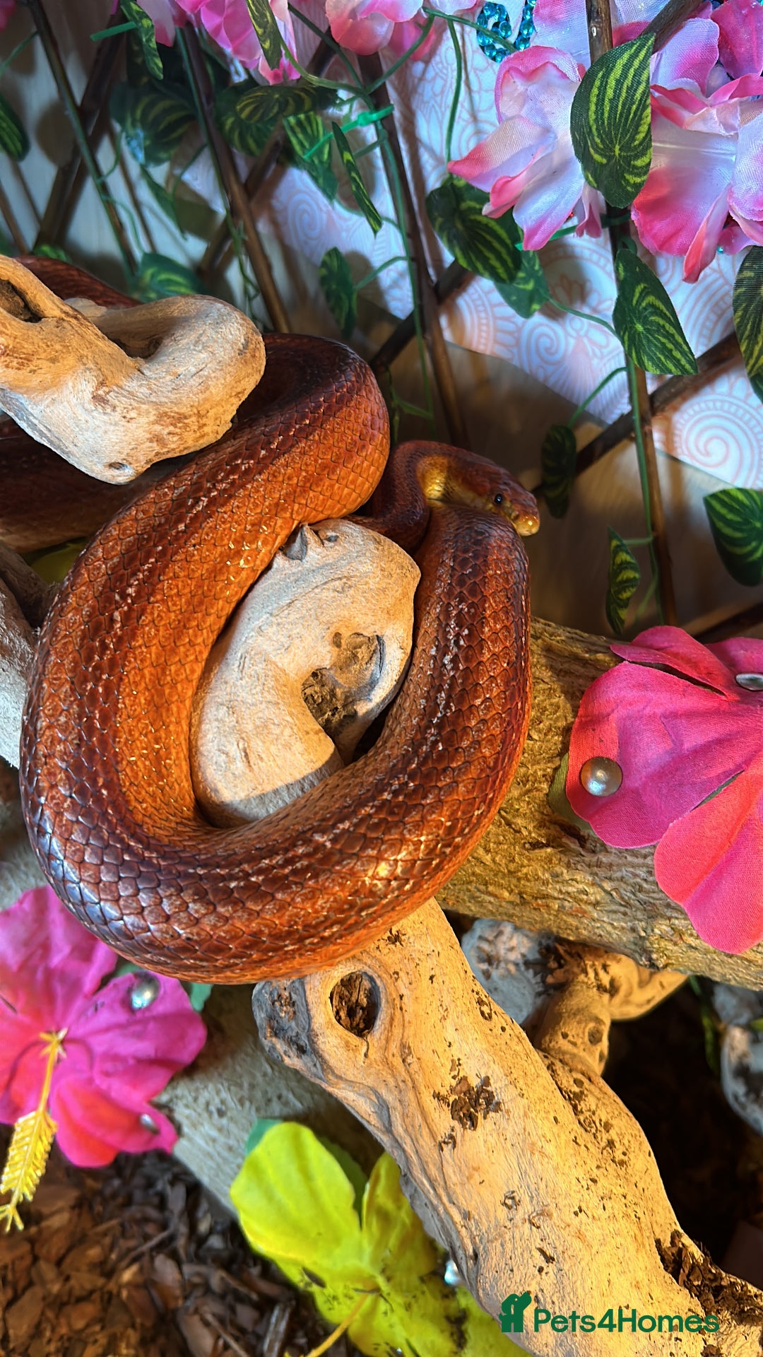 Corn Snake reptiles for sale: Rat snake / corn snake female  - Image 2