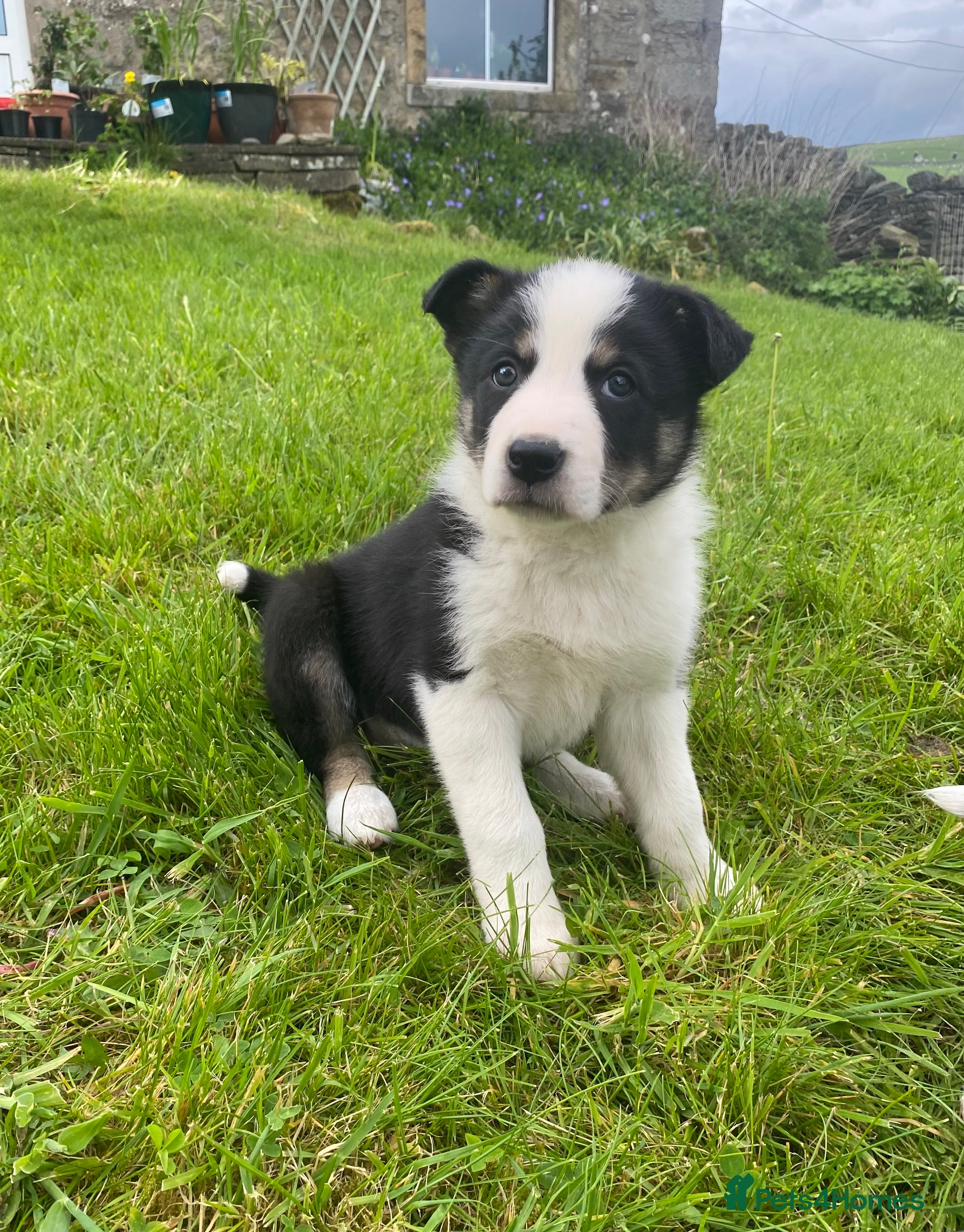 Border Collie dogs Tricoloured Border Collie Puppies - Advert 2