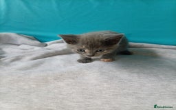Mixed Breed cats for sale: 2 kittens for sale - Image 5