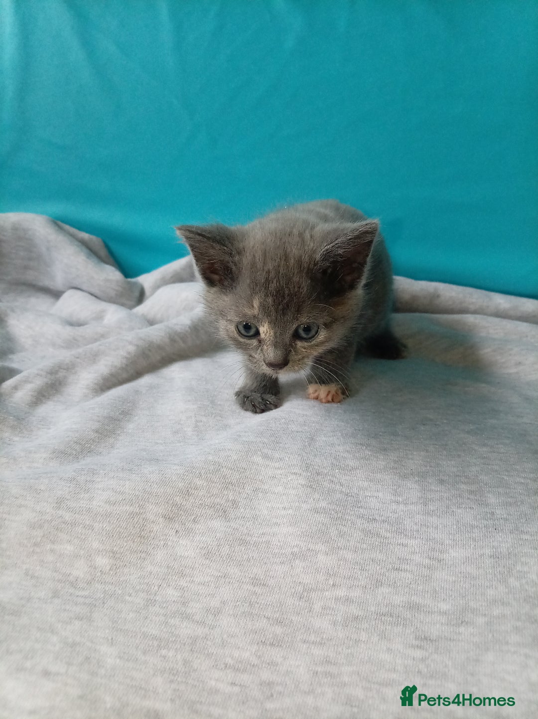 Mixed Breed cats for sale: 2 kittens for sale - Image 5