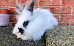 Angora rabbits for sale: Urgent 3 male rabbits for adoption  - Image 11