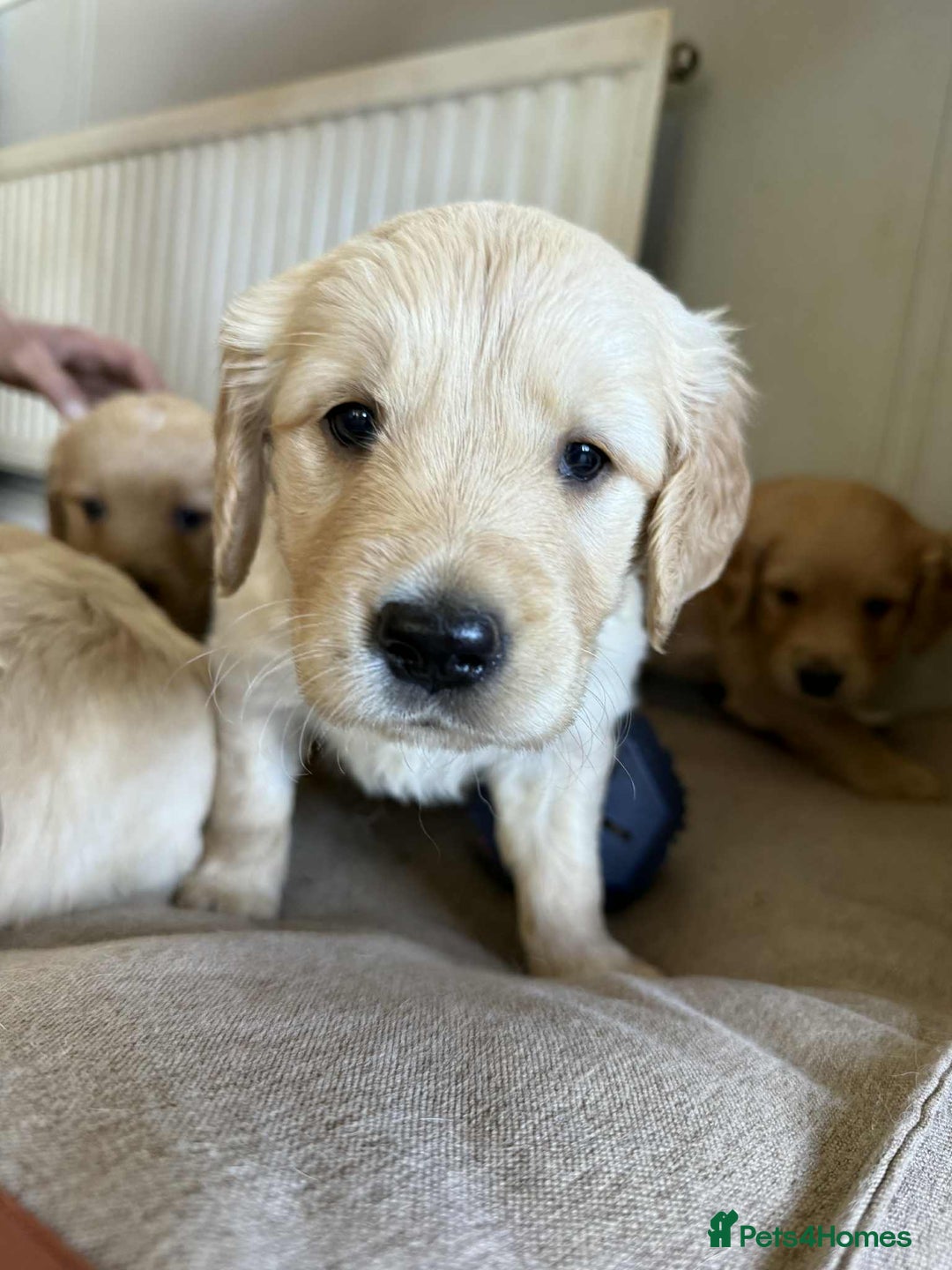 Golden Retriever dogs for sale: Stunning Top Quality Lines Golden Retriever Pups - Image 14