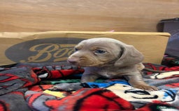 Miniature Dachshund dogs for sale: LOVELY MINIATURE DACHSHUND PUPPIES - Image 4