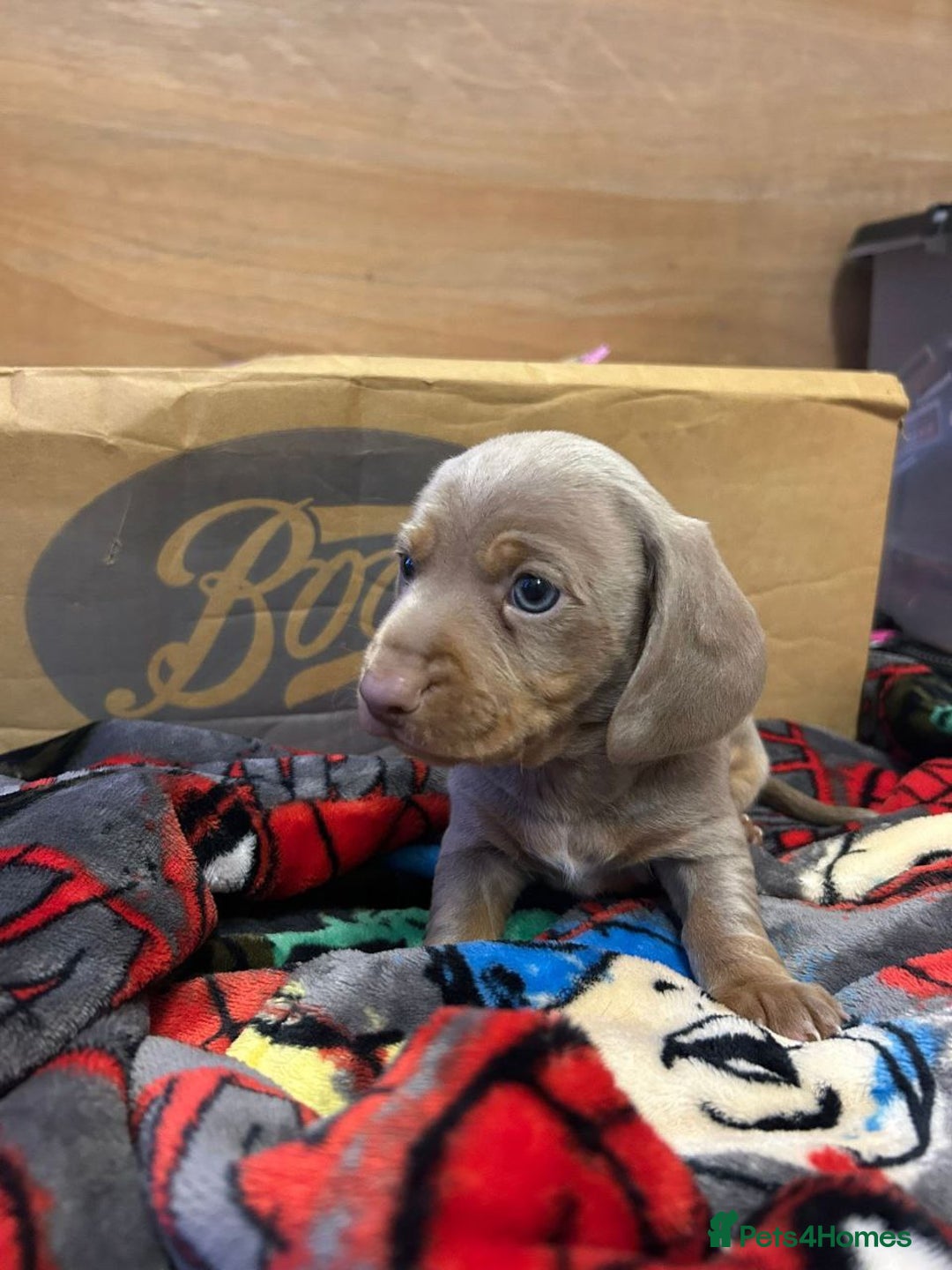 Miniature Dachshund dogs for sale: LOVELY MINIATURE DACHSHUND PUPPIES - Image 4