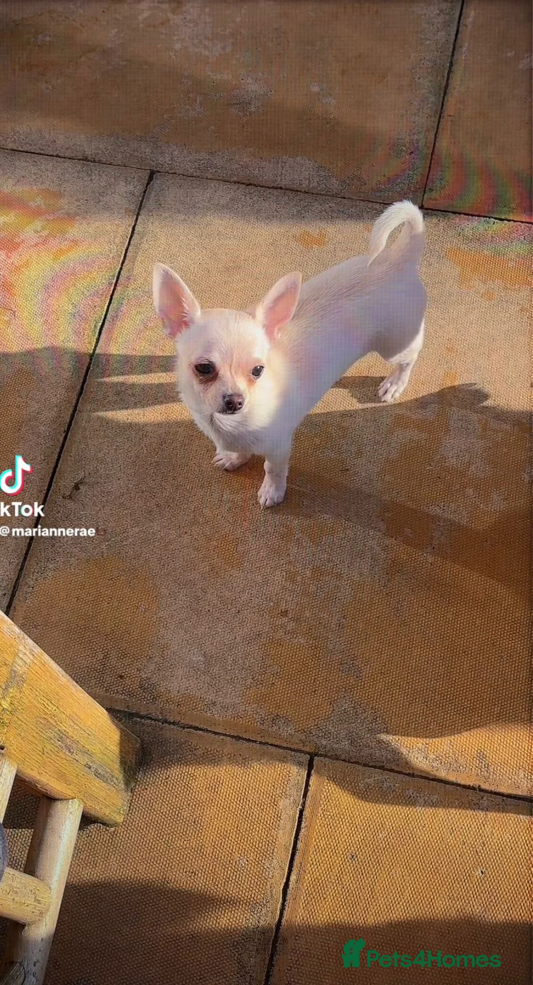 Chihuahua dogs for sale: ONE small toy pedigree Chihuahua - Advert 5