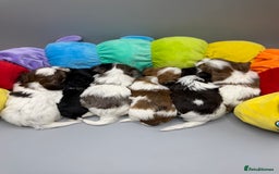 Yorkshire Terrier dogs for sale:  New Litter of Exotic Colourful Yorkshire Terriers - Image 18