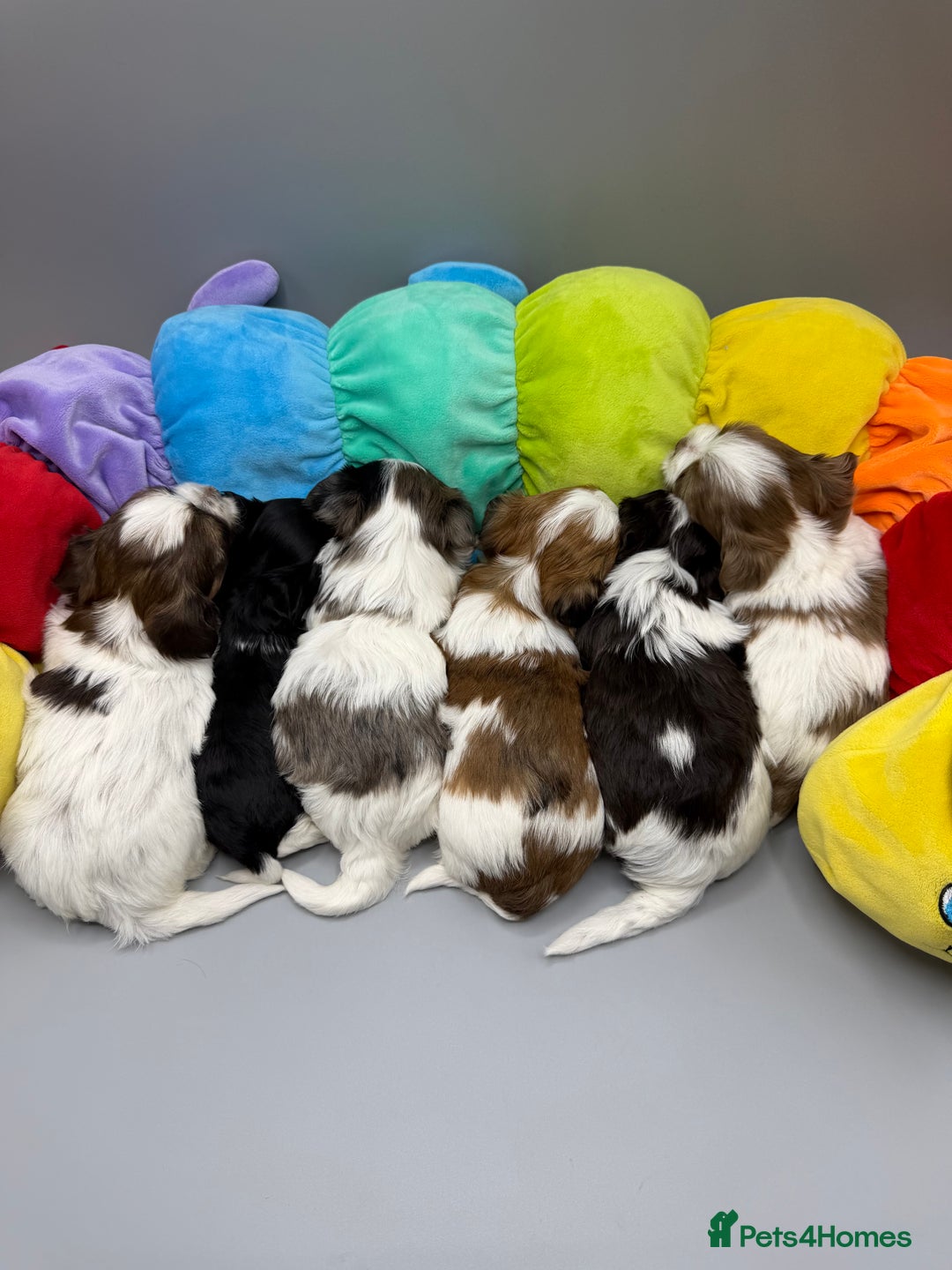 Yorkshire Terrier dogs for sale:  New Litter of Exotic Colourful Yorkshire Terriers - Image 18
