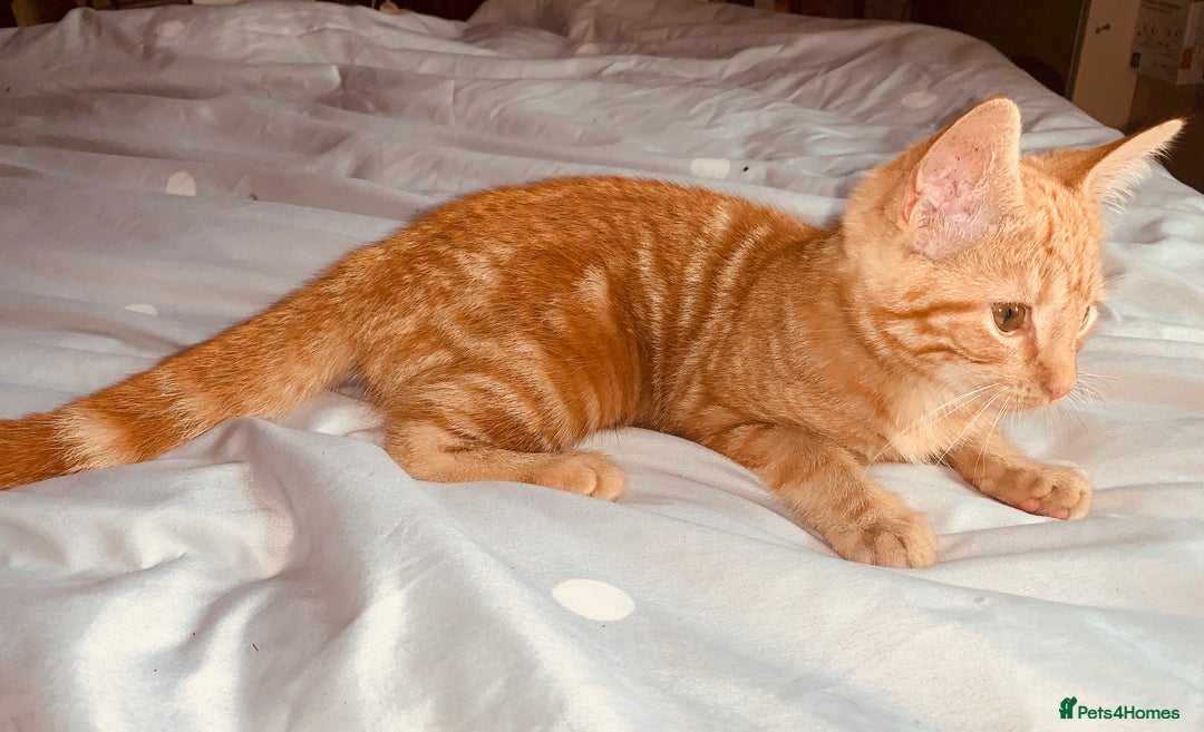 British Shorthair cats for sale: FEMALE GINGER KITTEN For Sale - Image 4