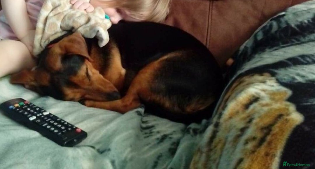 Mixed Breed dogs for sale: Woody - Advert 2