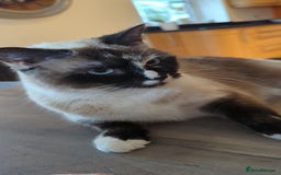 Mixed Breed cats for sale: Ragdoll cross Simeese cat - Image 2