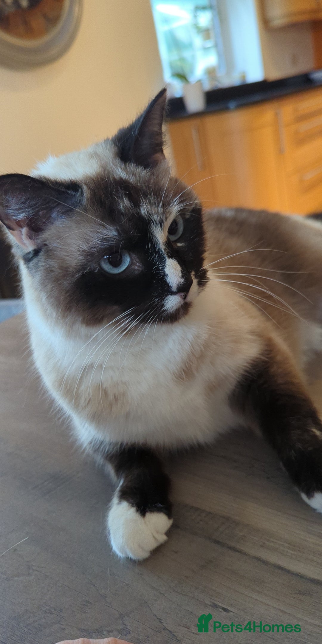 Mixed Breed cats for sale: Ragdoll cross Simeese cat - Image 2