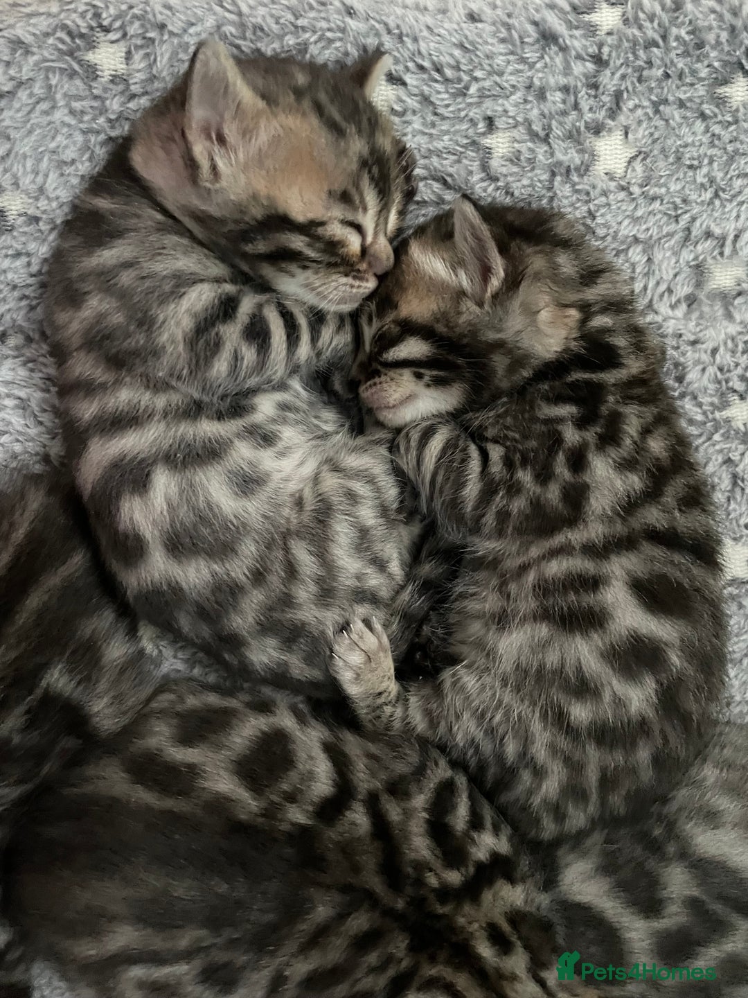 Bengal cats for sale: Incredibly beautiful Bengals kittens TICA  - Advert 12