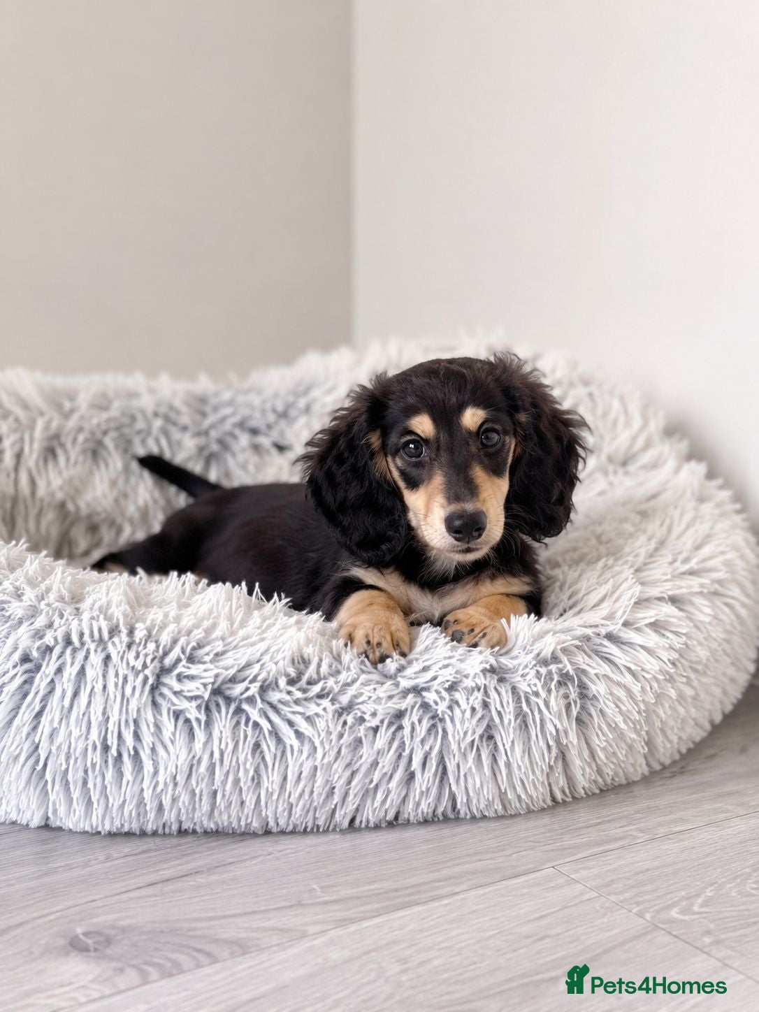Miniature Dachshund dogs 🌟Last KC Miniature LH Dachshund Puppy Girl 🌟  - Advert 6