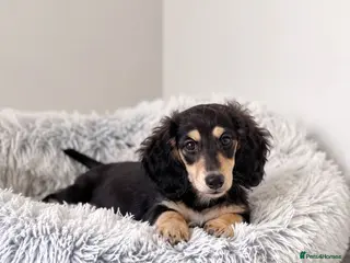 Miniature Dachshund dogs 🌟Last KC Miniature LH Dachshund Puppy Girl 🌟 - Advert 6