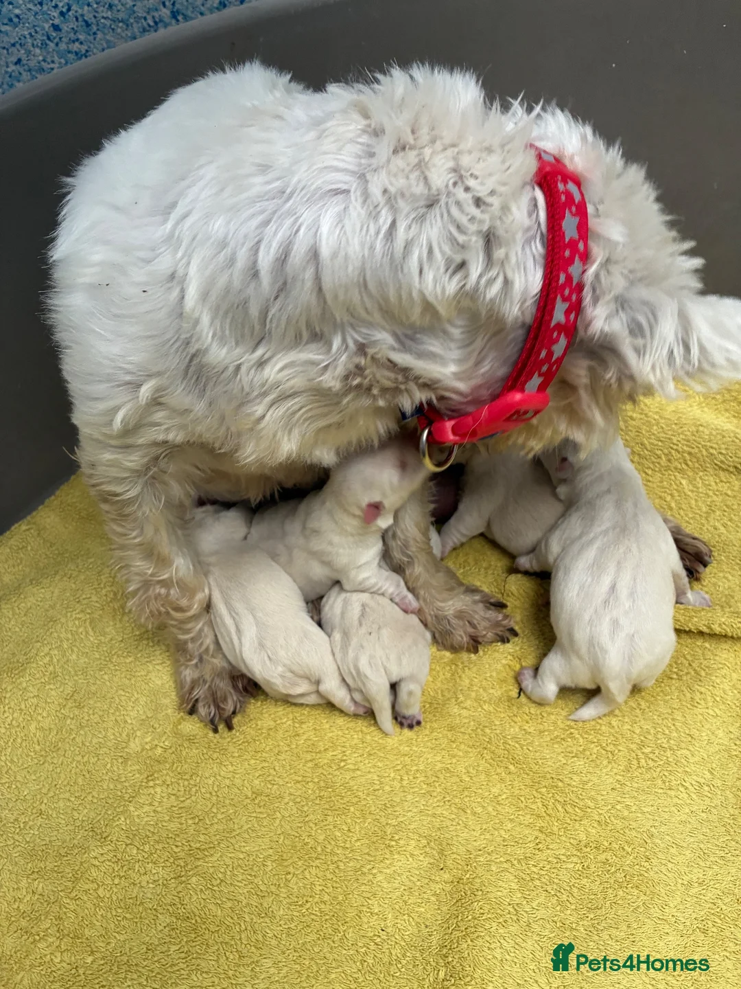 West Highland Terrier dogs for sale: West Highland Terriers  in Kidwelly - Advert 3