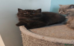 British Shorthair cats for sale: Stunning Teddy bear BSH kittens  GCCF  - Image 28