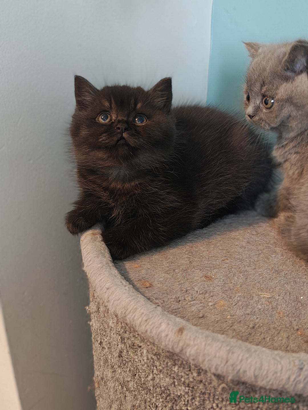 British Shorthair cats for sale: Stunning Teddy bear BSH kittens  GCCF  - Image 28