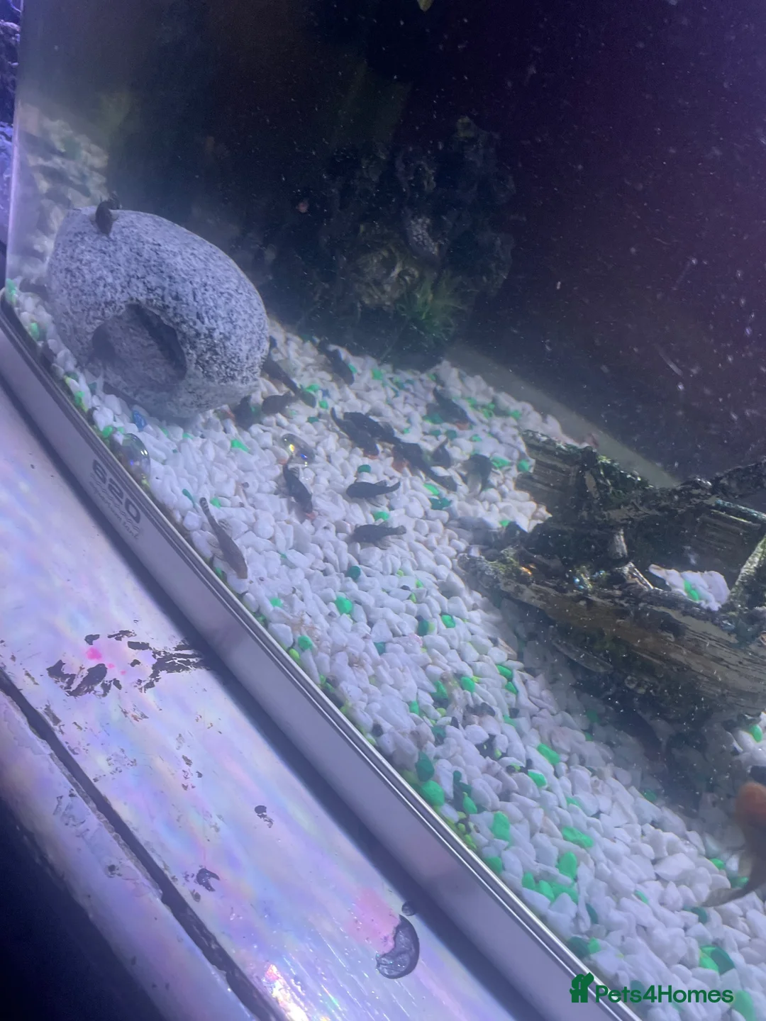 Plecos fish for sale: Bristle x super red plecos  in Bristol - Advert 3
