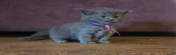 Maine Coon cats for sale: Stunning Maine Coons - Advert 6
