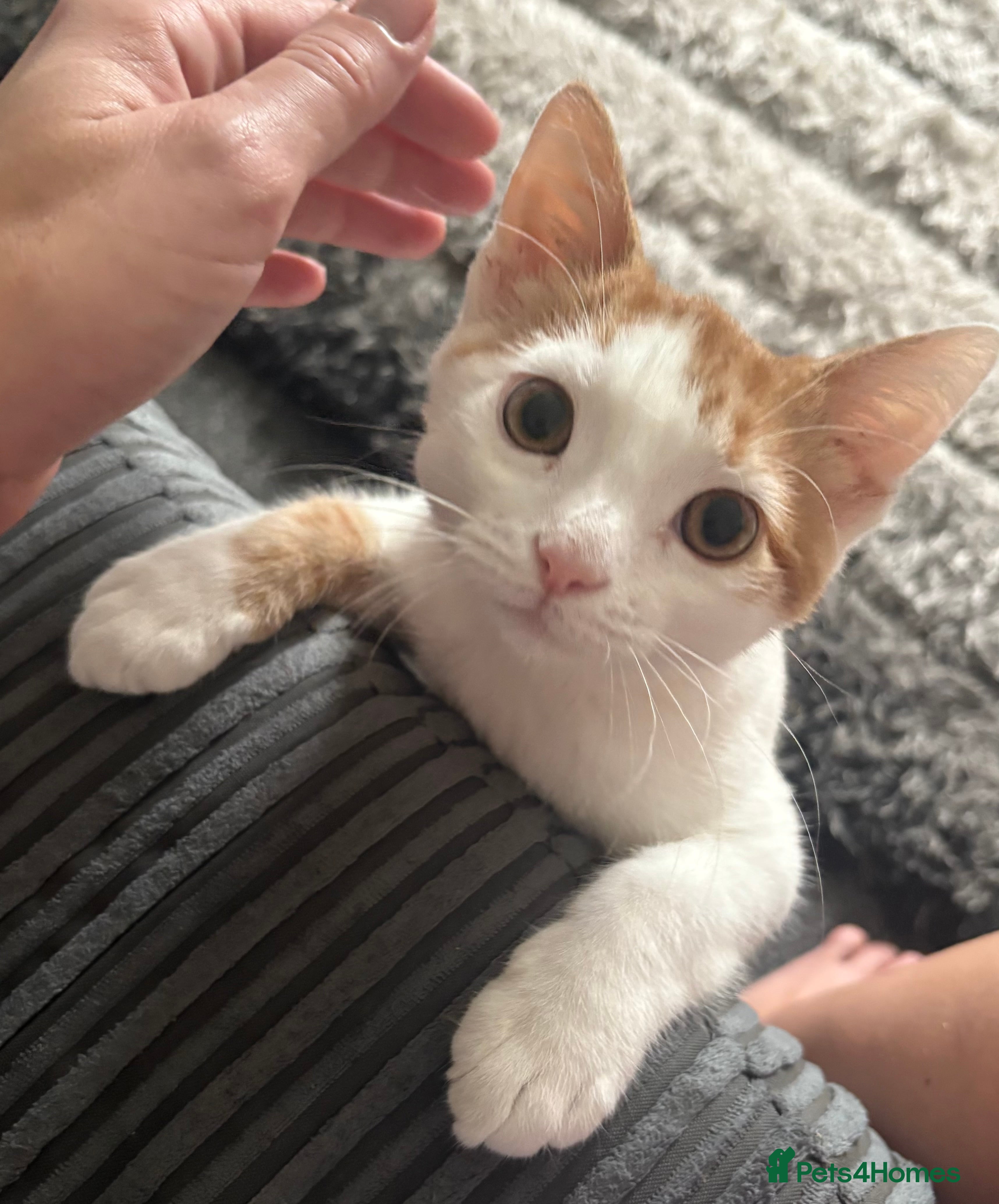 Domestic Shorthair cats Gizmo  - Advert 2