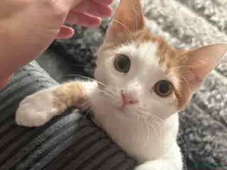 Domestic Shorthair cats Gizmo - Advert 2