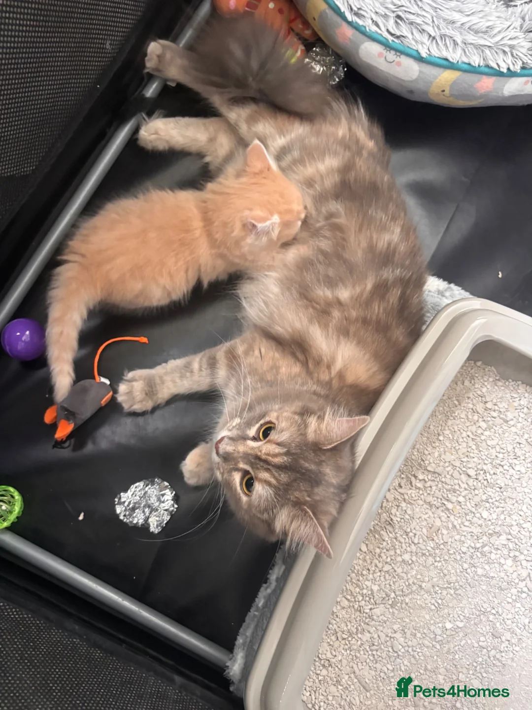 Mixed Breed cats for sale: Ginger Boy - Advert 2