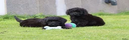 Cavapoo dogs for sale: Beautiful Cavapoo puppies for sale - Advert 1